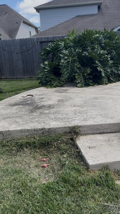 Backyard concrete walkway before cleaning