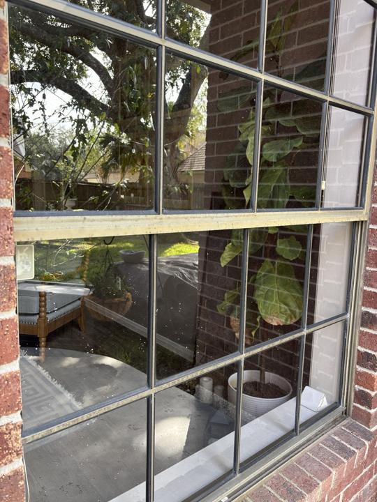 Large divided window with plant inside before cleaning